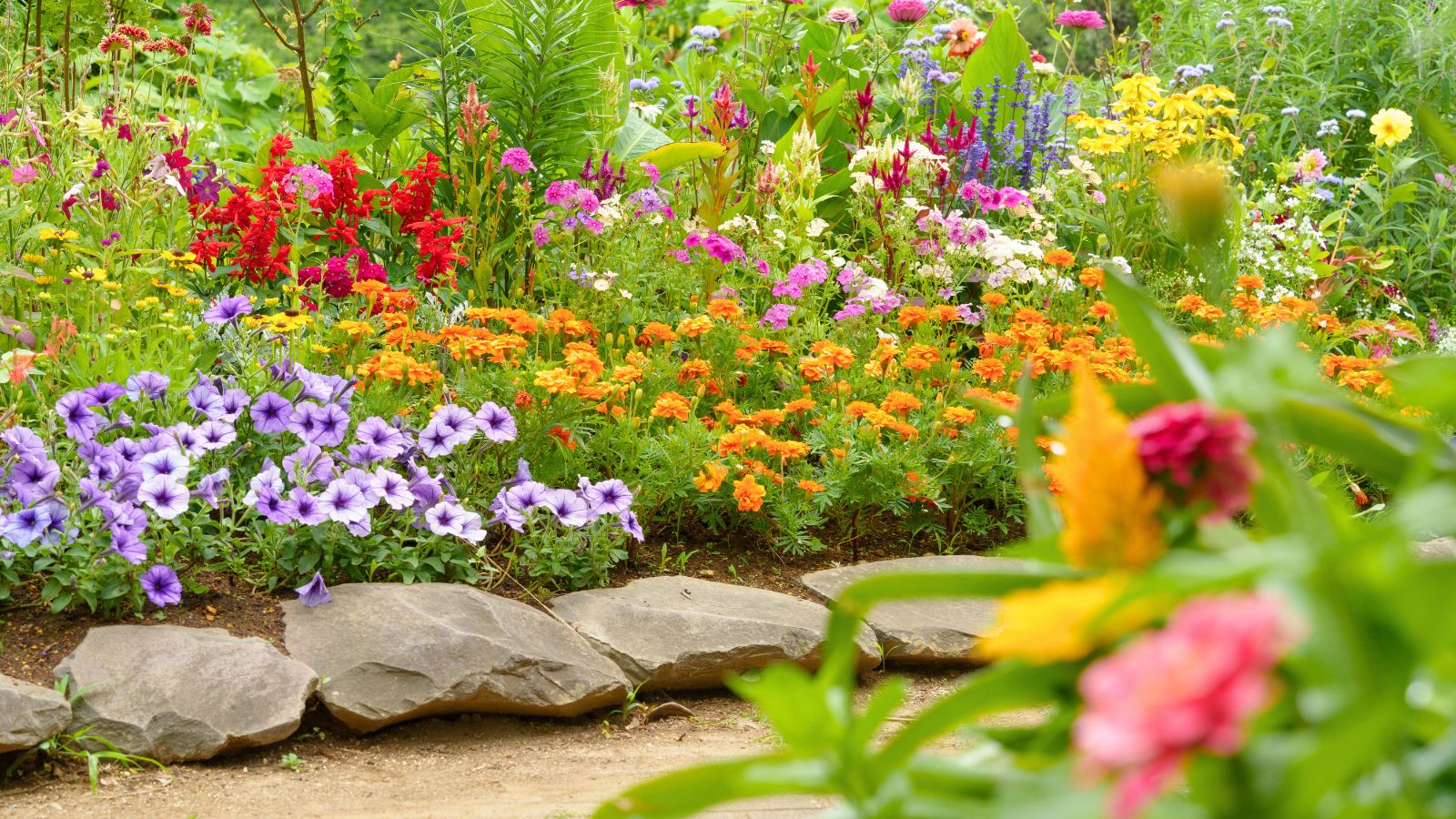 Best Ornamental Plants