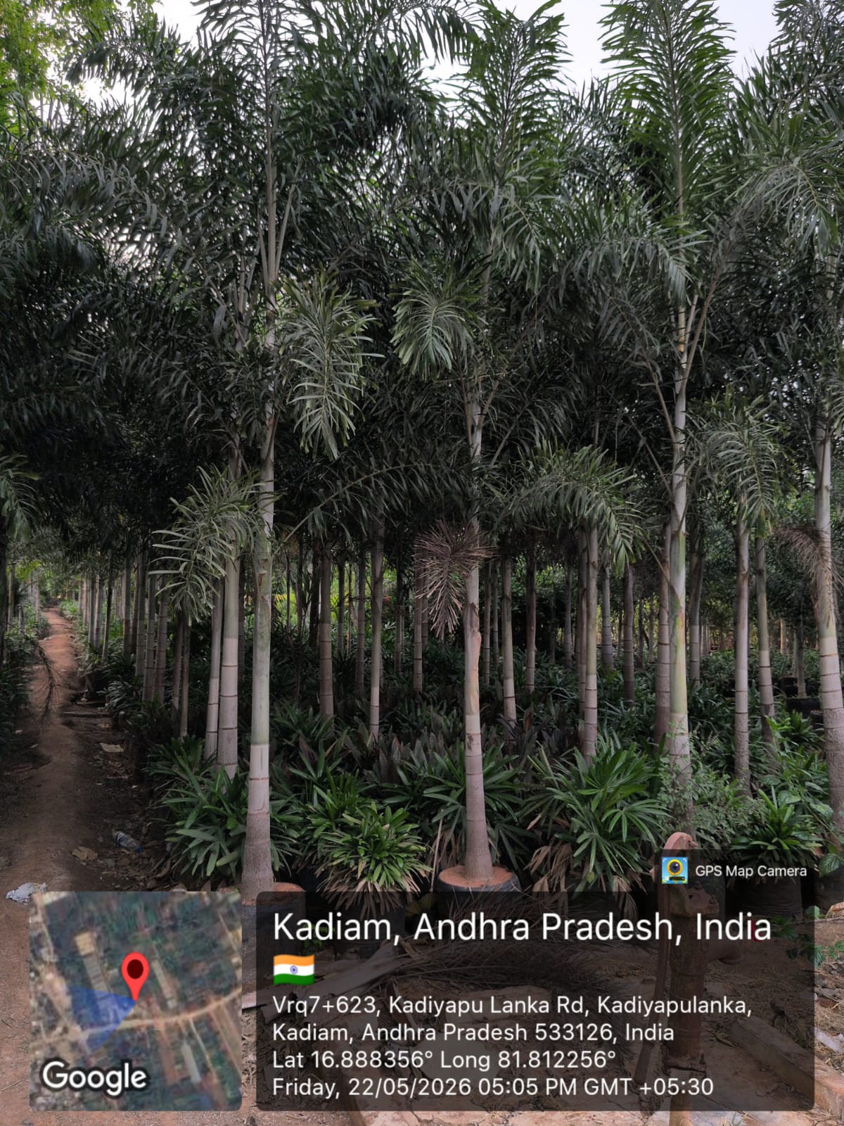 Vijaya Krishna Nursery Garden